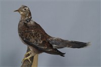 藏品(金背鳩)的圖片